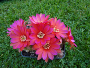 Chamaecereus-Hybride 'Turmalin'