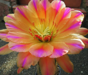 Ansicht Halbportait: ʹ Pink Stripesʹ
